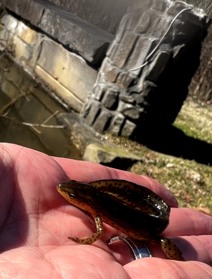 Red-spotted Newt